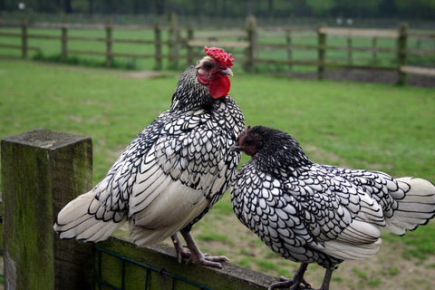 chicken-breeds-silver#60af.jpg