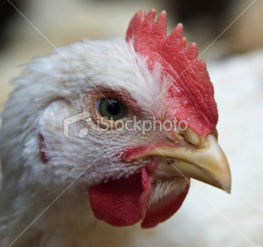 ist2_9140441-chicken-beak.jpg