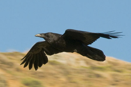 common_raven_flying_.jpg