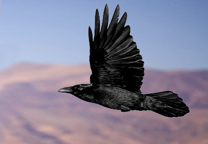 ravenflying1.jpg