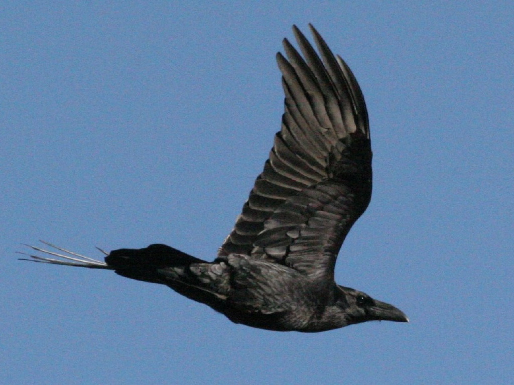 ravenflying2.jpg